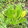 Yellow/American Skunk Cabbage