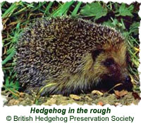 Hedgehog in the rough