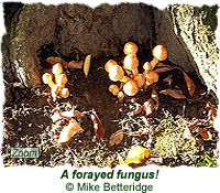 Forayed fungus!