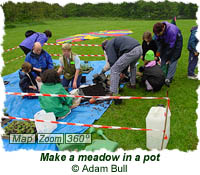 Make a meadow in a pot
