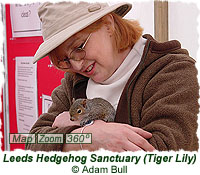 Leeds Hedgehog Sanctuary (Tiger Lily the Squirrel)