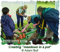 Making meadows in a pot