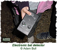 Electronic bat detector