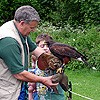 Meeting birds of prey with Talon Falconry