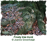 Frosty tree trunk