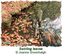Swirling leaves