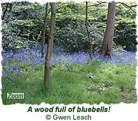 A wood full of bluebells