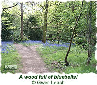 A wood full of bluebells