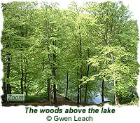 The woods above the lake