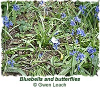 Bluebells and butterflies