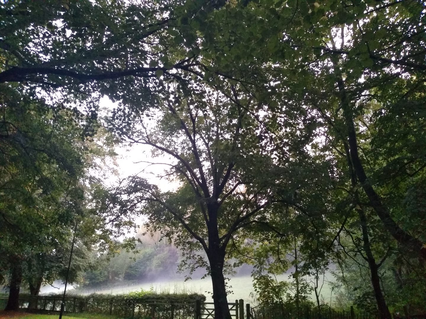 Misty morning light through the trees overlooking Beck Pasture, Gledhow Valley Woods