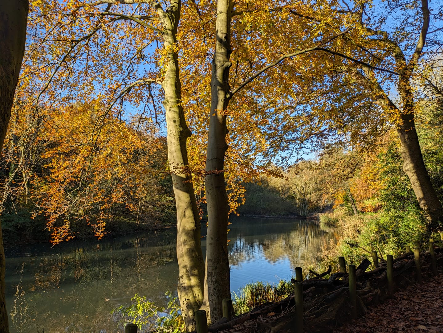 Gledhow Valley Woods in autumn — beech trees with golden leaves reflected in the lake