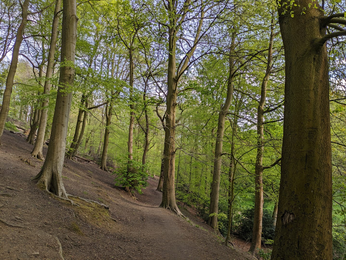Tall beech trees lining a path through Gledhow Valley Woods
