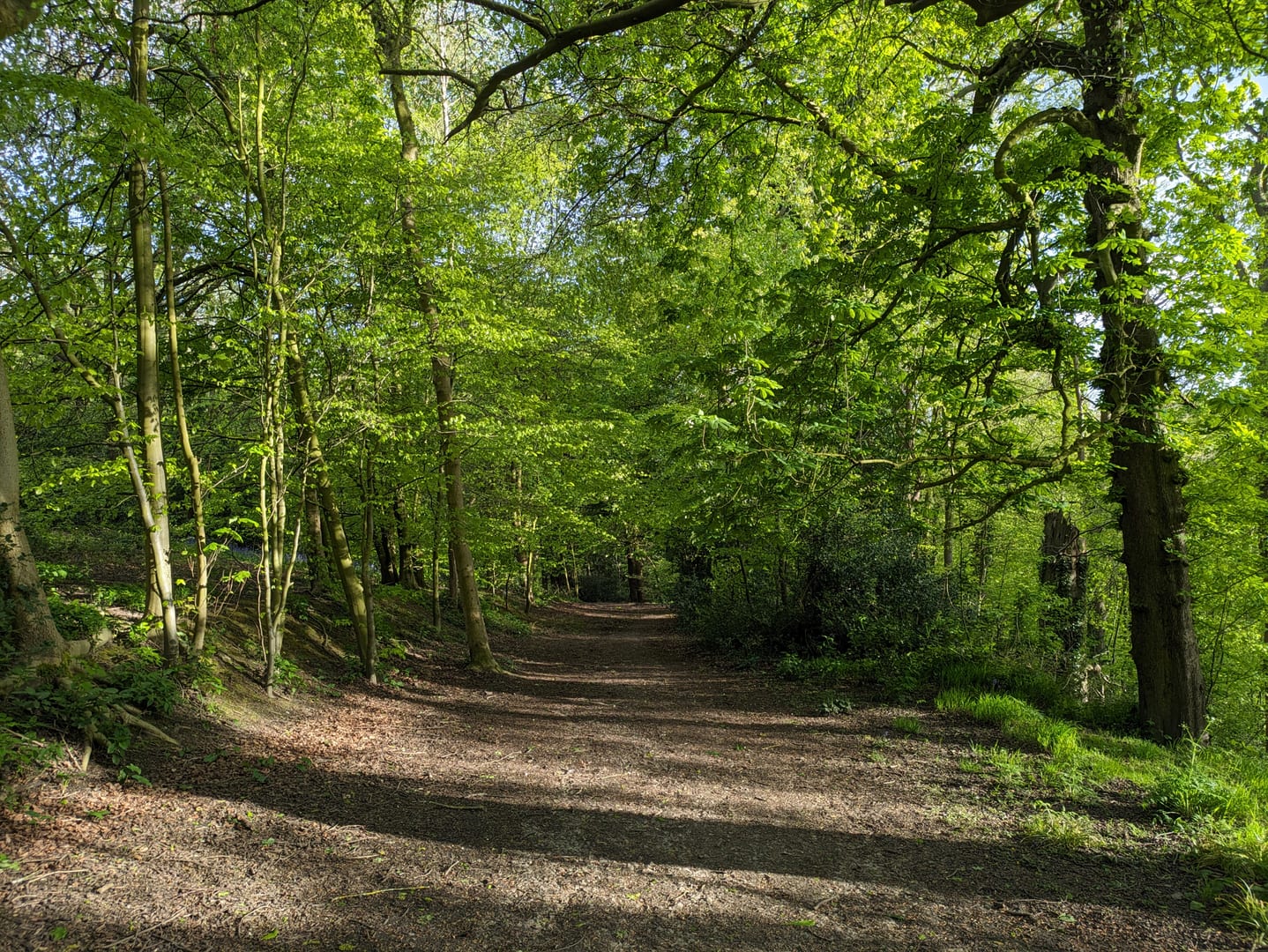 Woodland path through the canopy at Gledhow Valley Woods