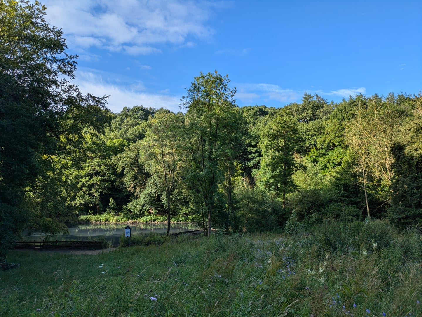 The pond at Gledhow Valley Woods with summer meadow flowers